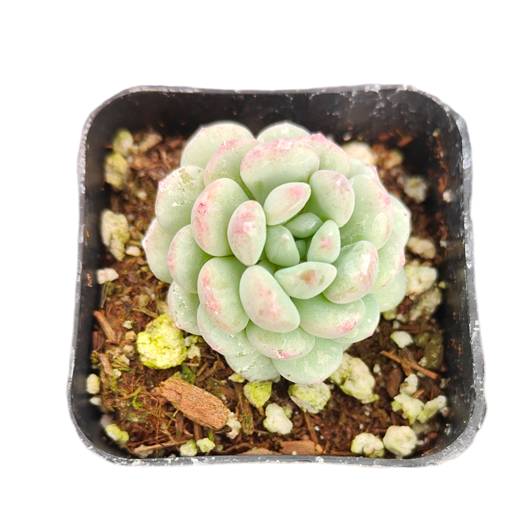 Echeveria Cute Bean in black pot with pink-tipped leaves.