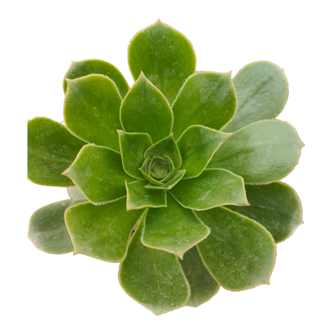 Aeonium Arboreum cv. - Succulents Depot