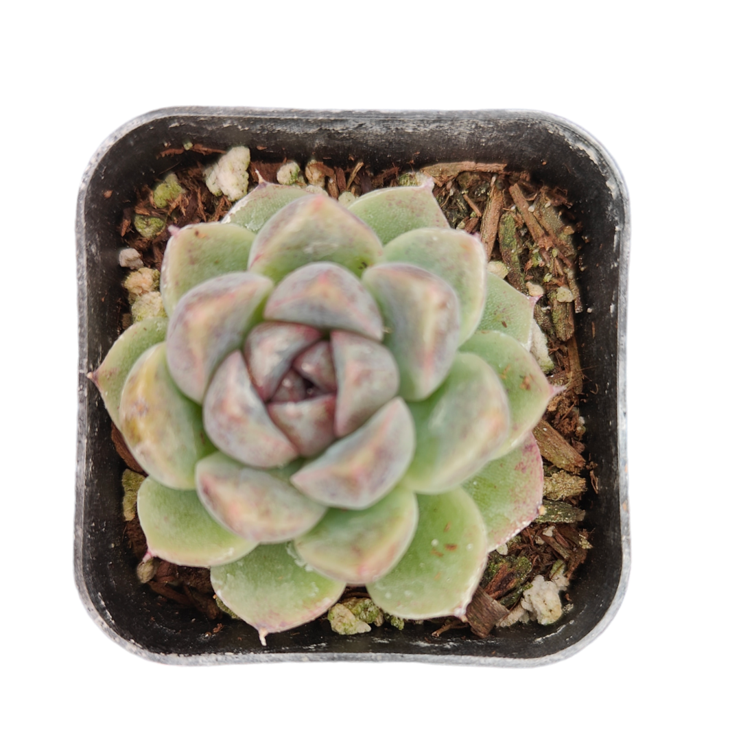 Echeveria Grape Ice