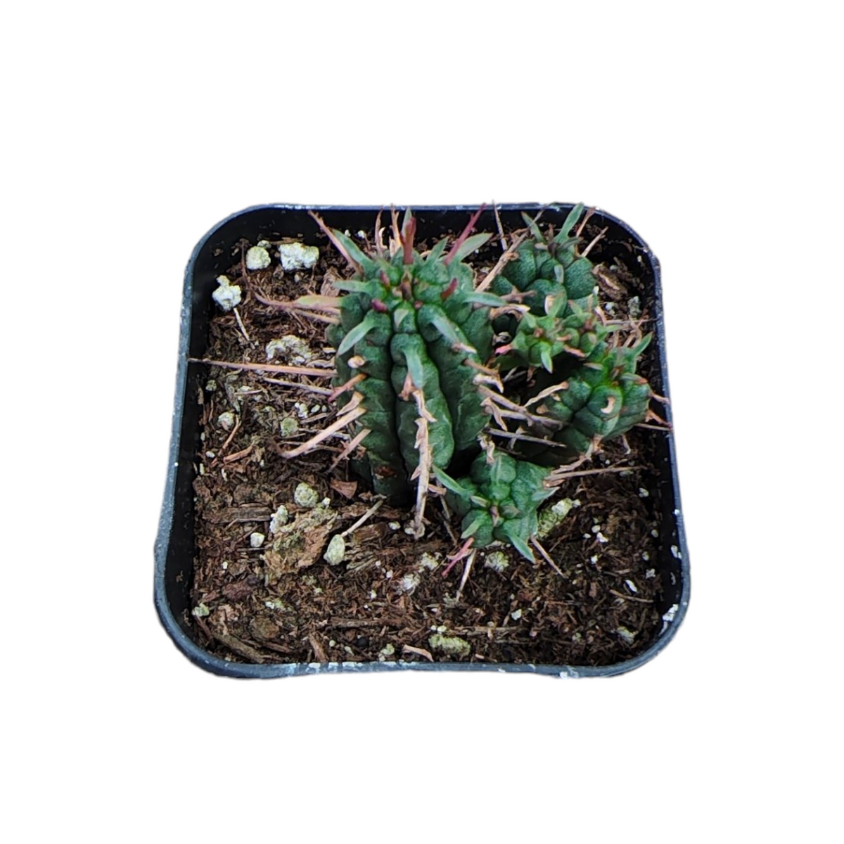 Euphorbia ferrox
