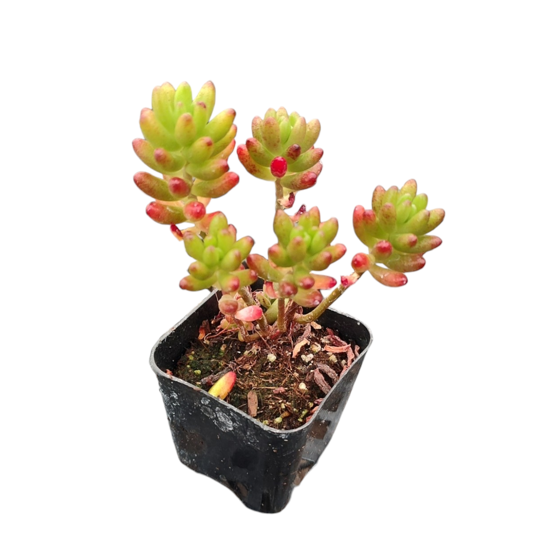 Sedum rubrotinctum Jelly Bean