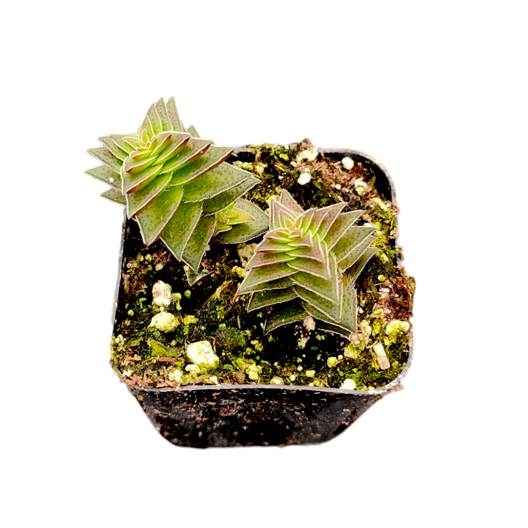 Crassula capitella ssp. thyrsiflora 'Pagoda Village'