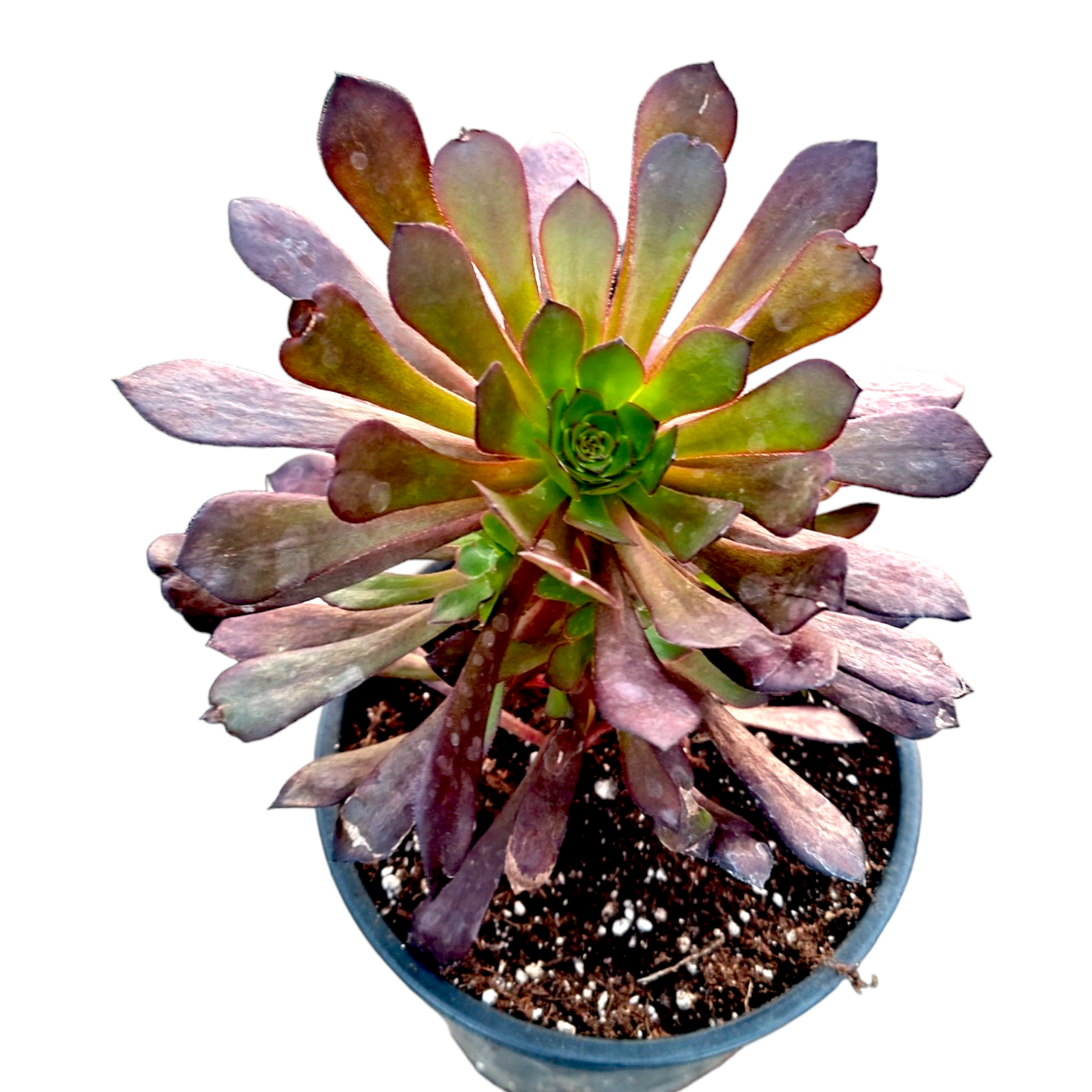 Aeonium 'Garnet' in nursery pot with rosette foliage.
