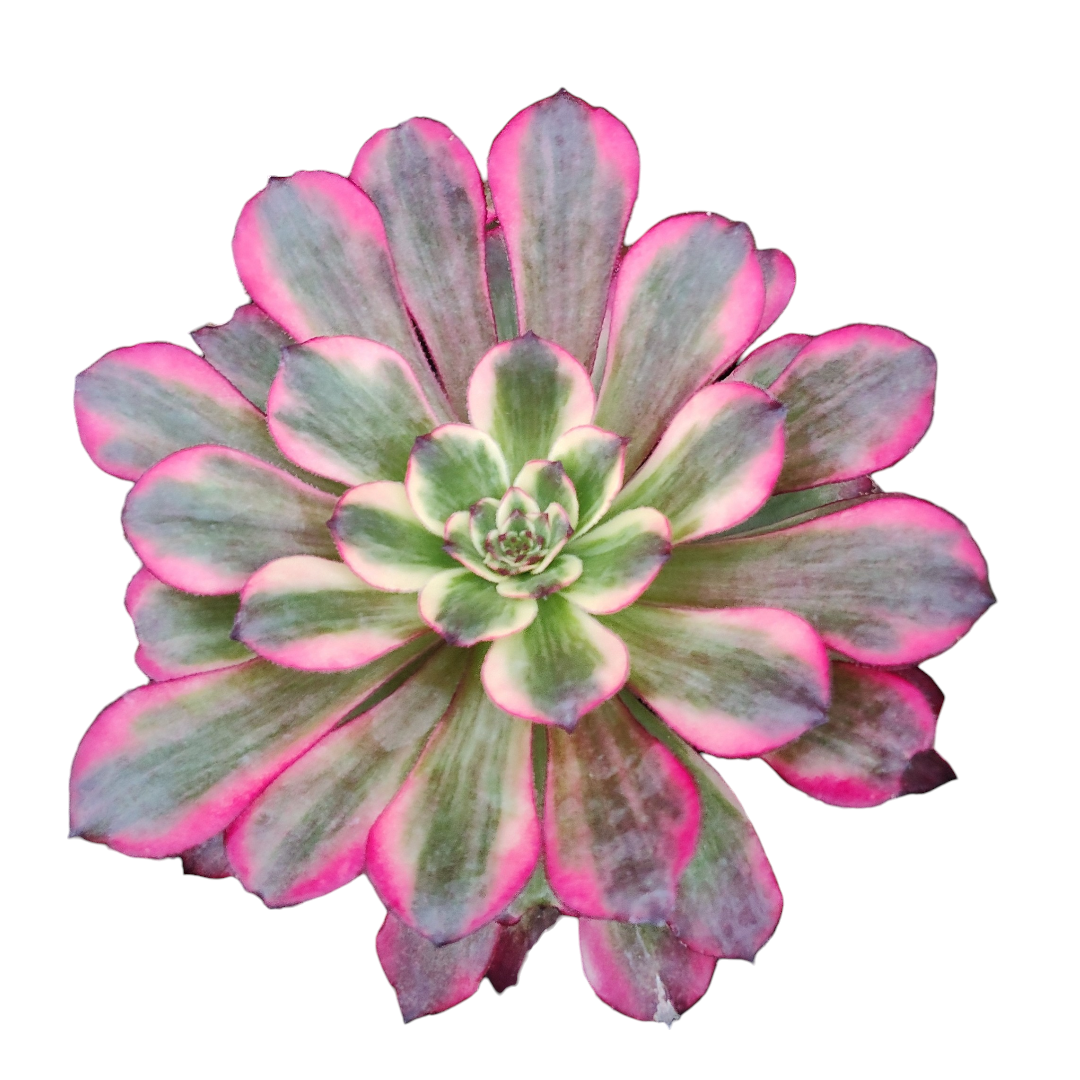 Aeonium Black King Kong