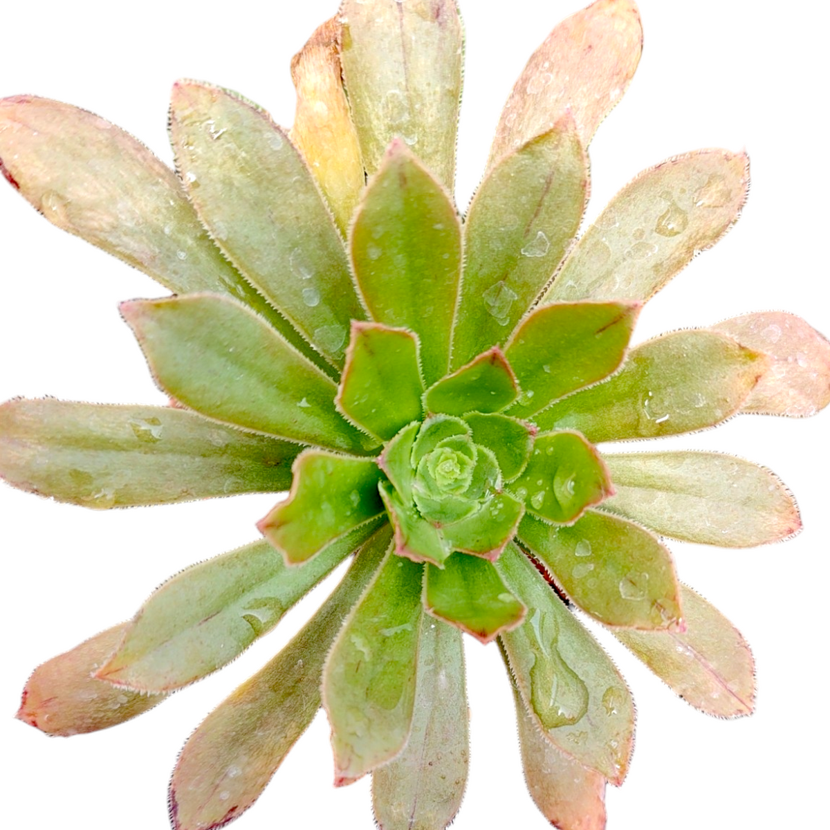 Aeonium arboreum v. holochrysum