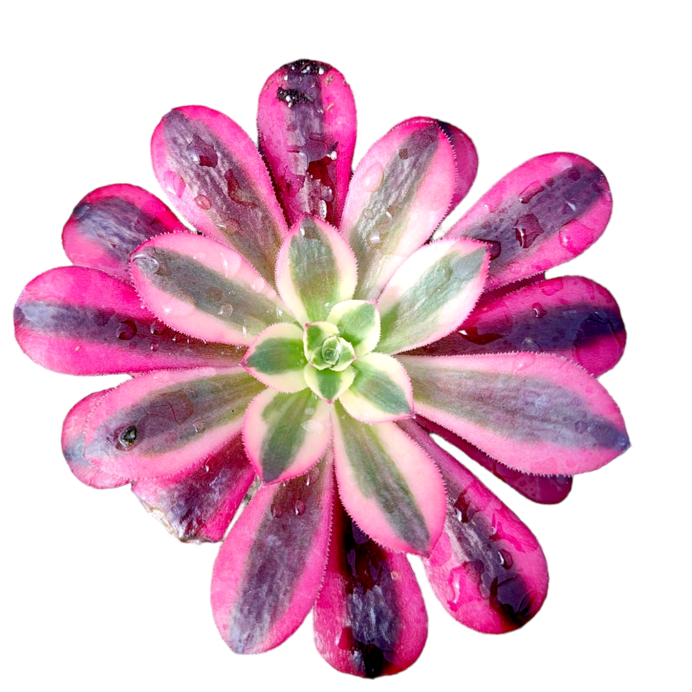 Aeonium Medusa with variegated rosette leaves and water droplets.