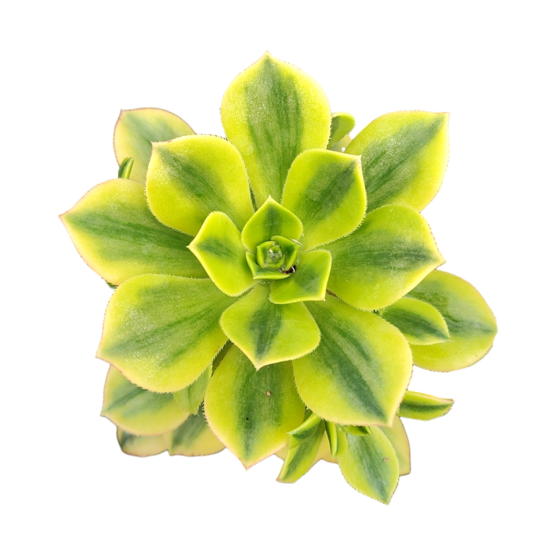 Aeonium 'Floresens' variegated succulent in rosette form.