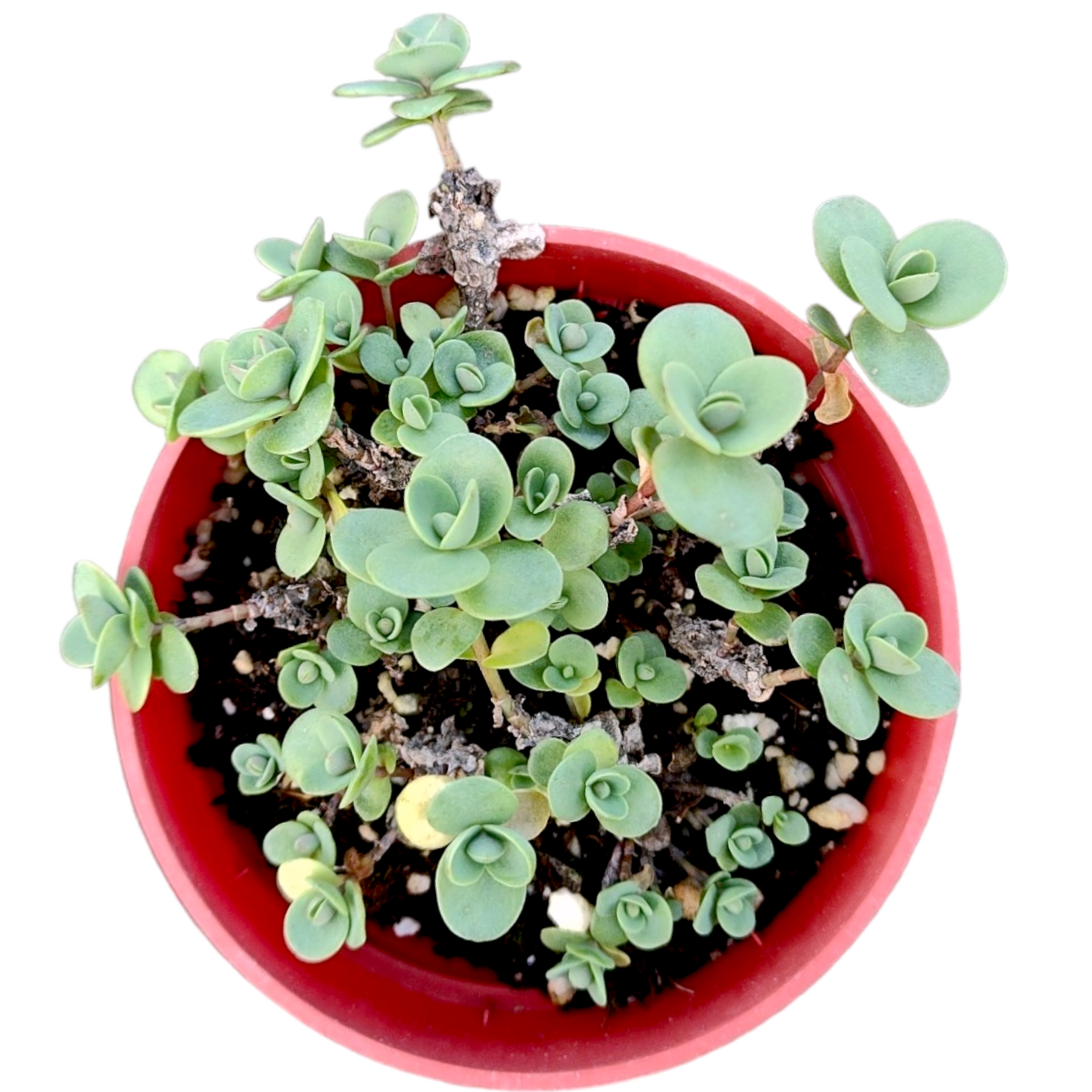 SunSparkler® Sedum 'Lime Zinger'