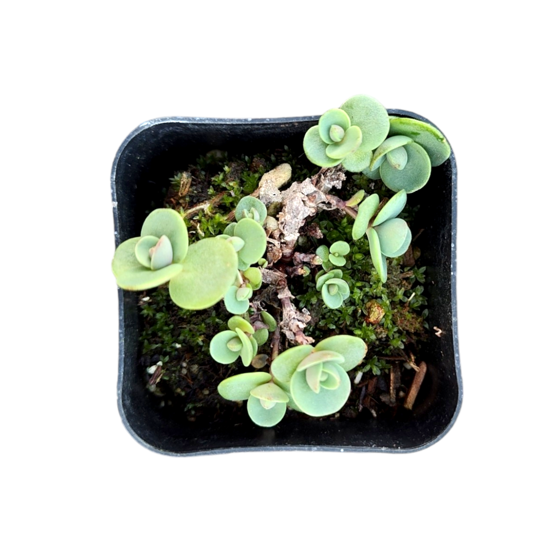 SunSparkler® Sedum 'Lime Zinger'
