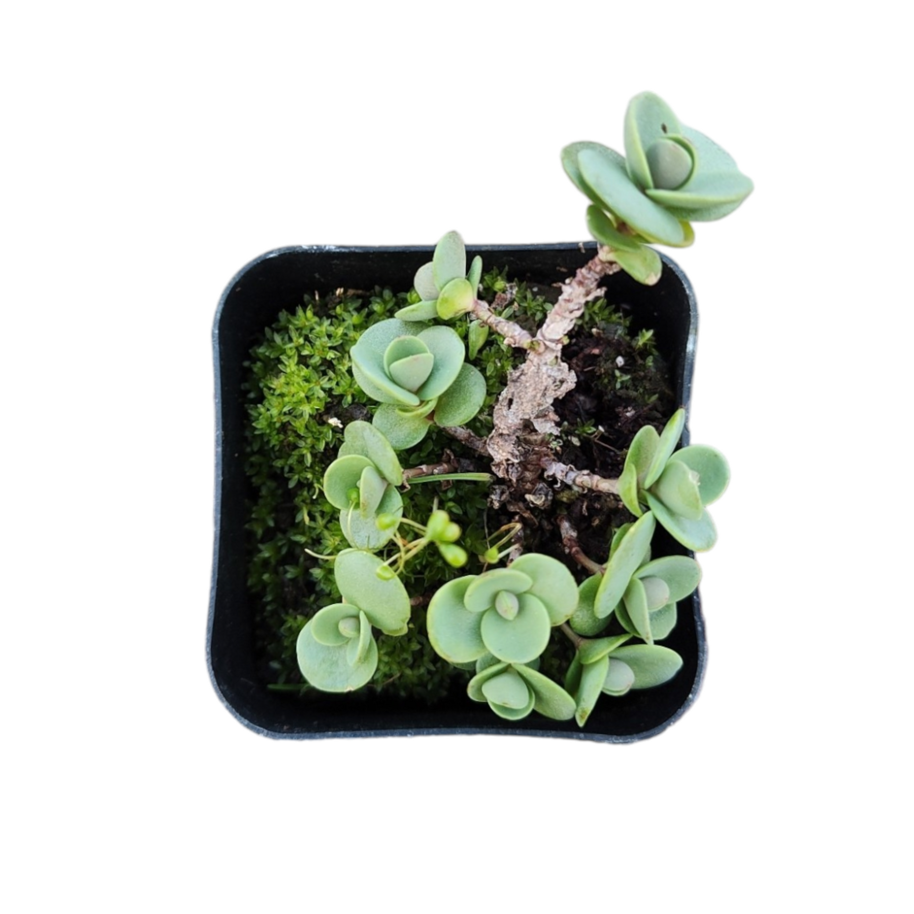 SunSparkler® Sedum 'Lime Zinger'