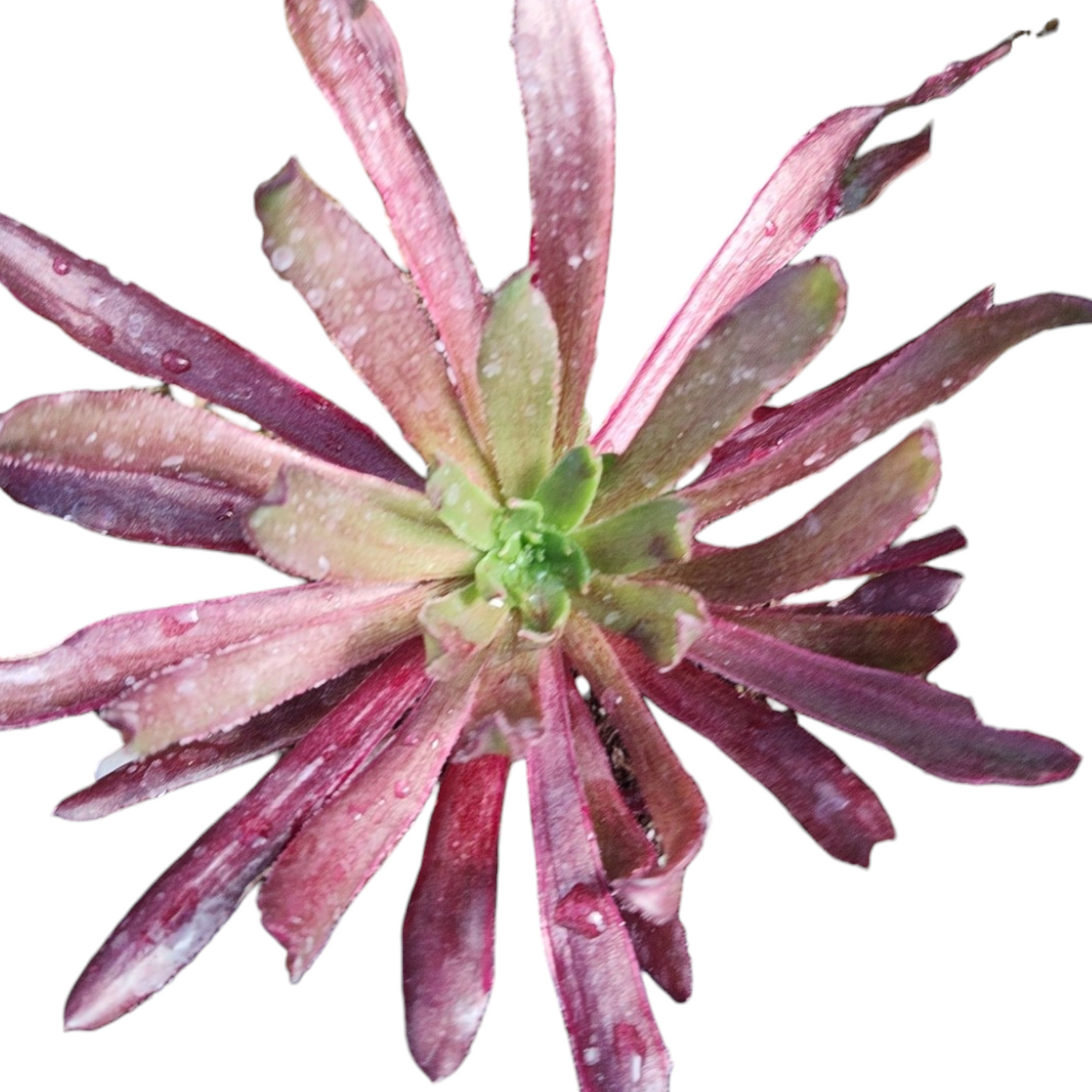 Aeonium 'Logan Rock Silk Variegata' succulent with dewy leaves.