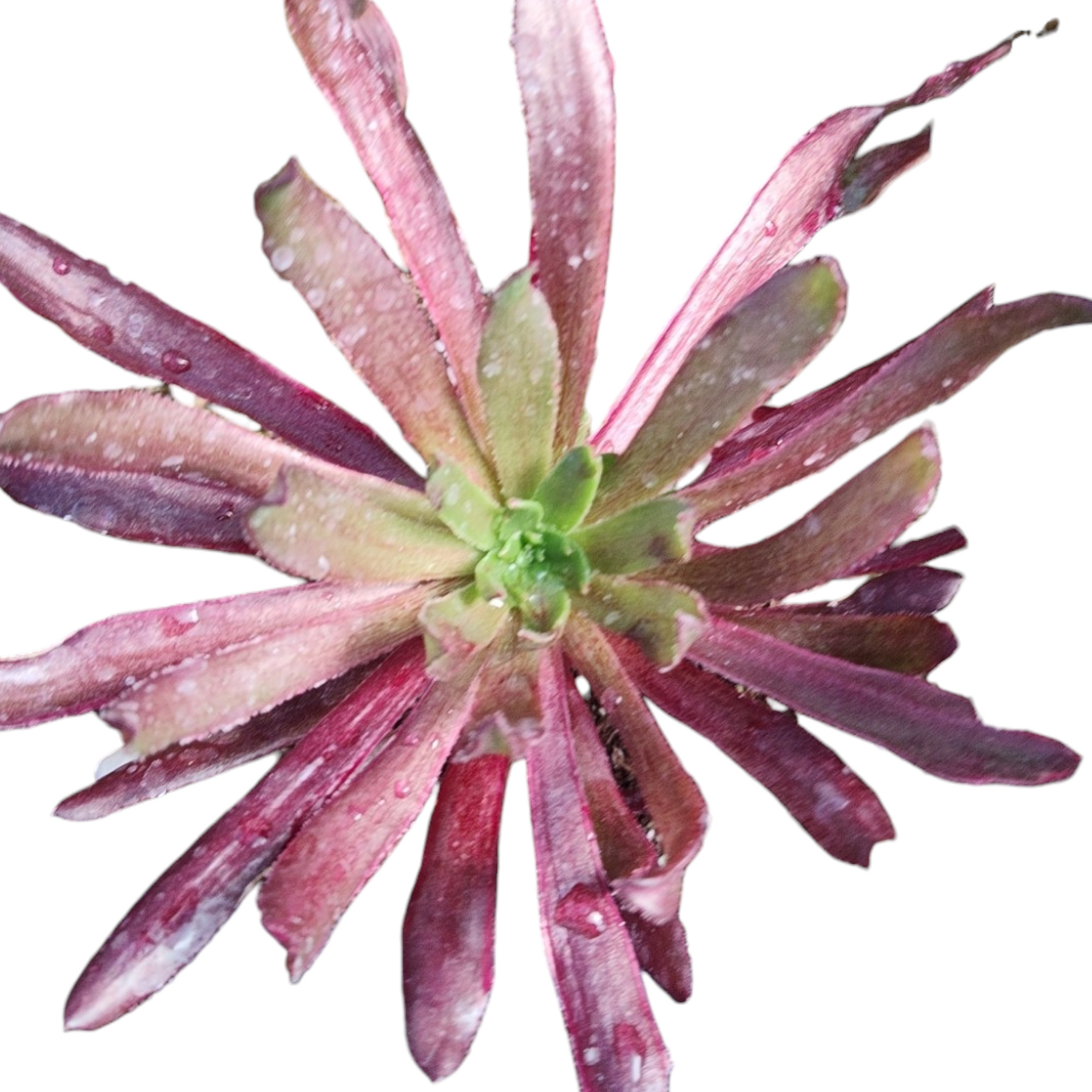 Aeonium 'Logan Rock Silk Variegata' succulent with dewy leaves.
