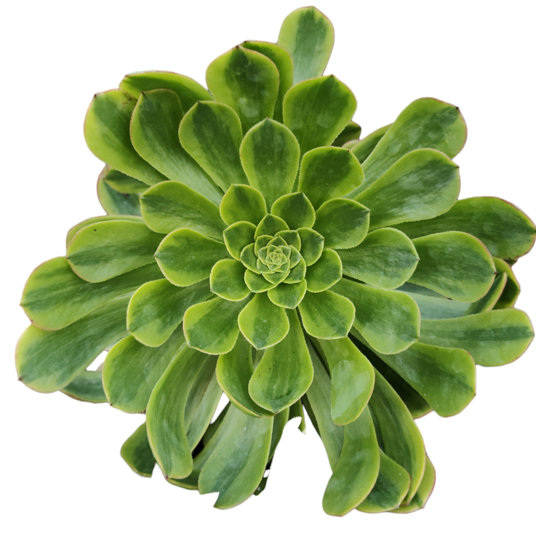 Aeonium 'Fiesta' - Succulents Depot