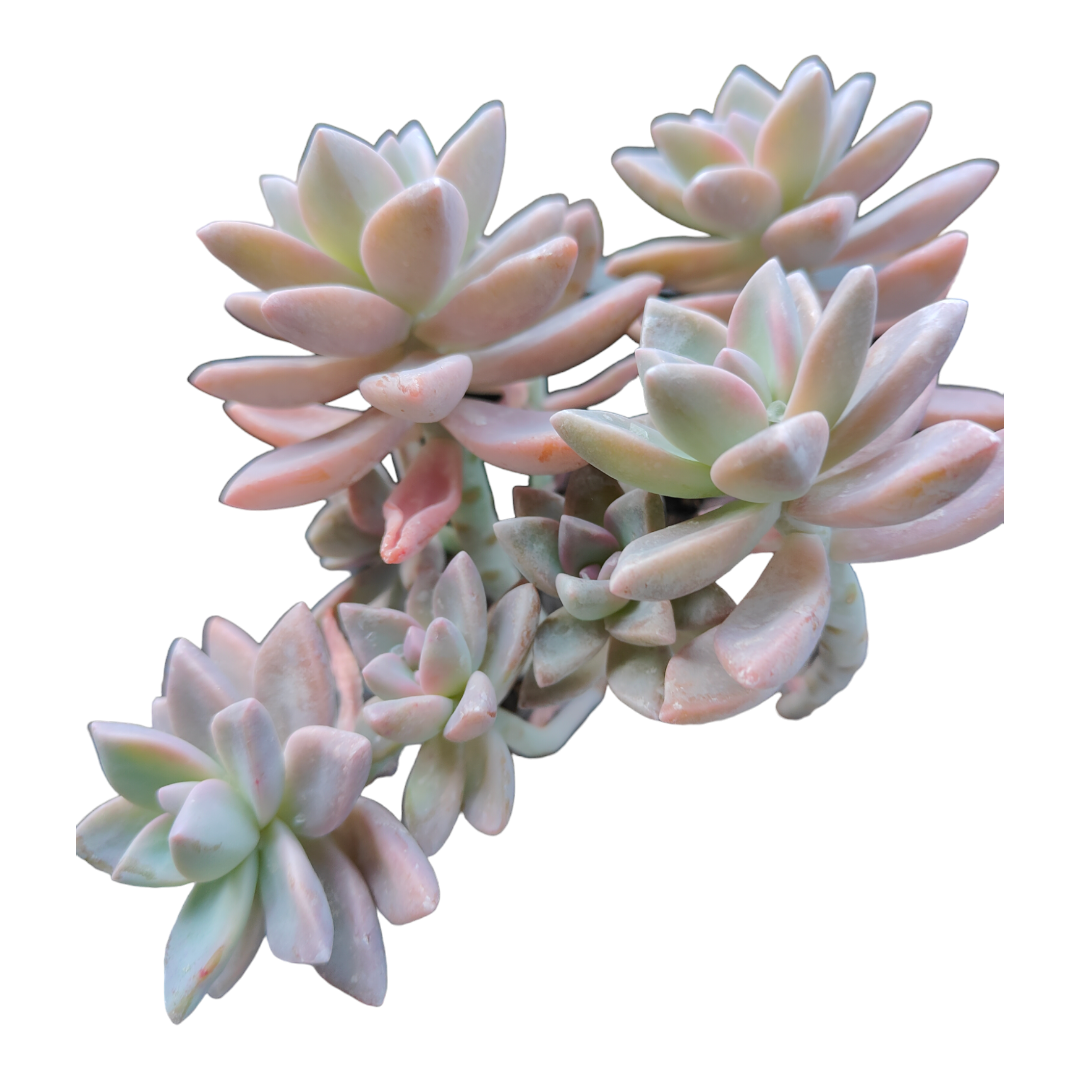 Succulent Trio (Unicorn Love)
