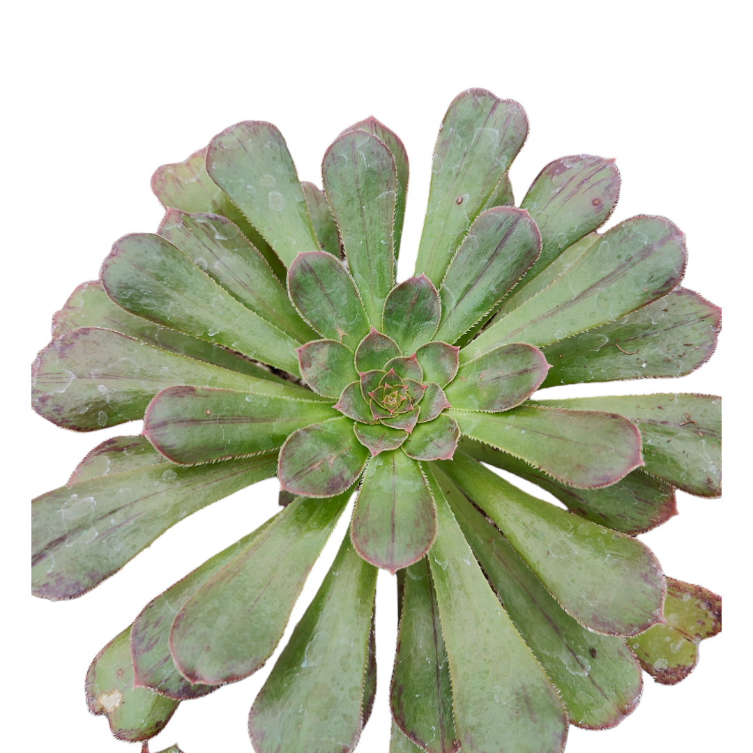 Aeonium arboreum var. rubrolineatum