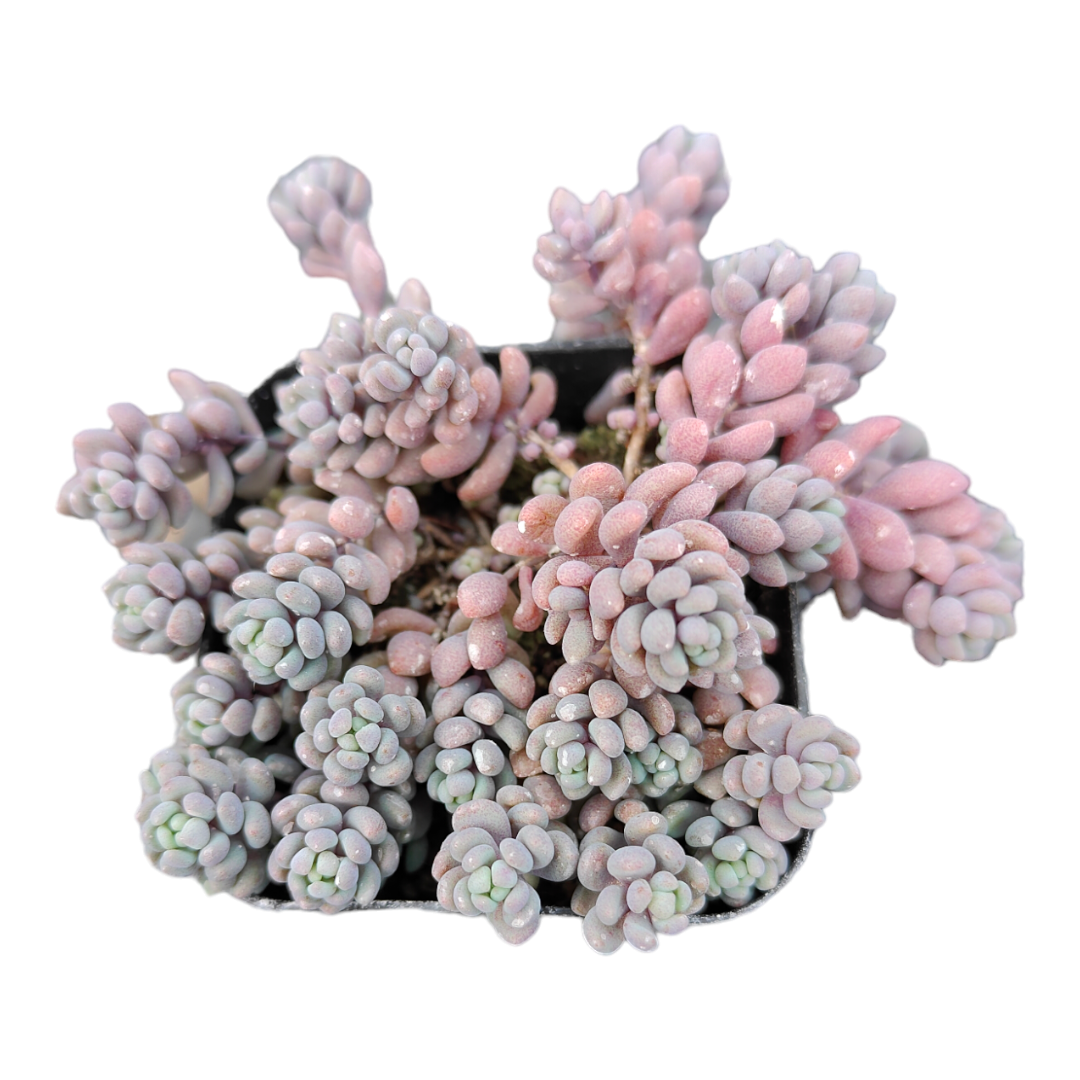 Sedum dasyphyllum 'Corsican Stonecrop' potted succulent with bead-like leaves.