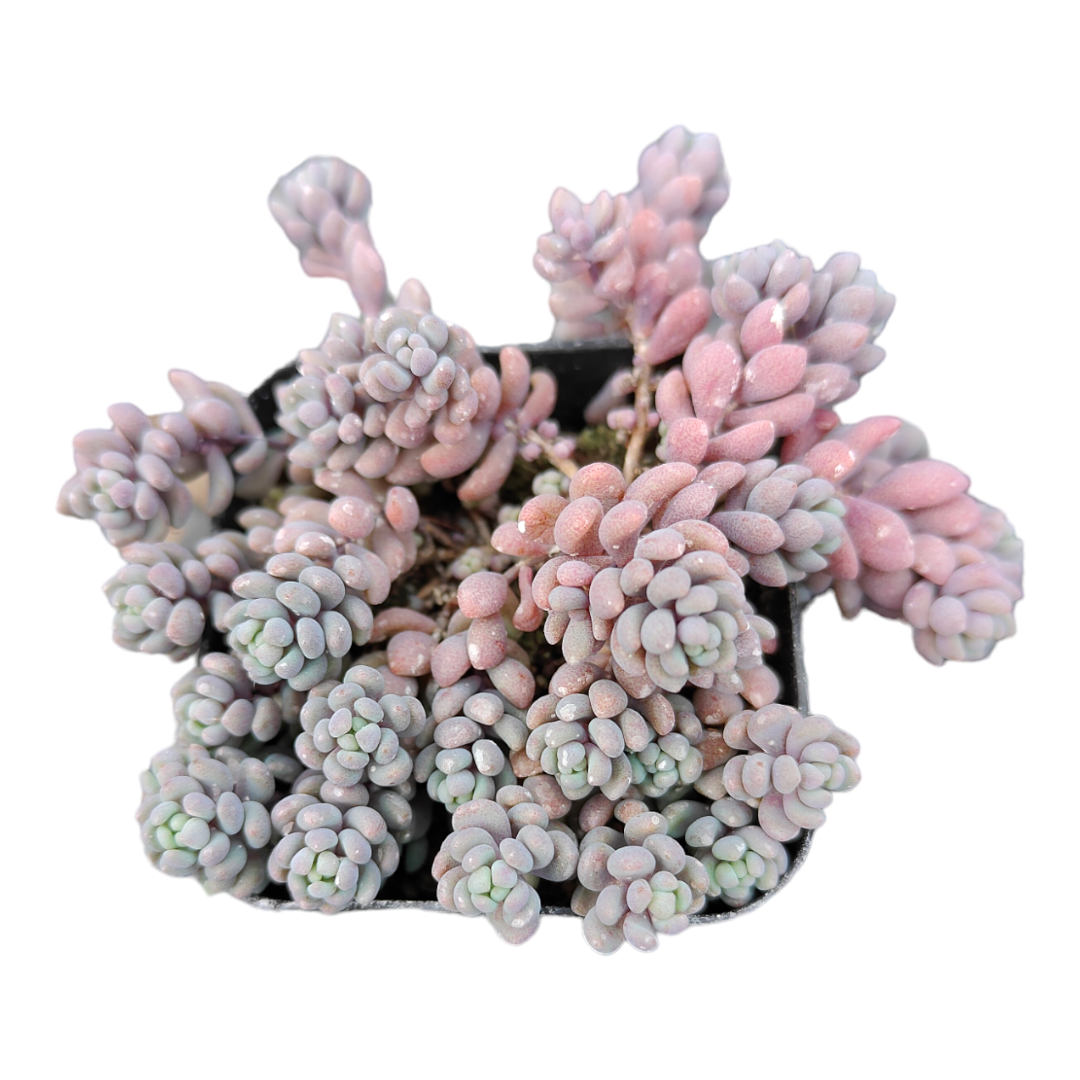 Sedum dasyphyllum 'Corsican Stonecrop'