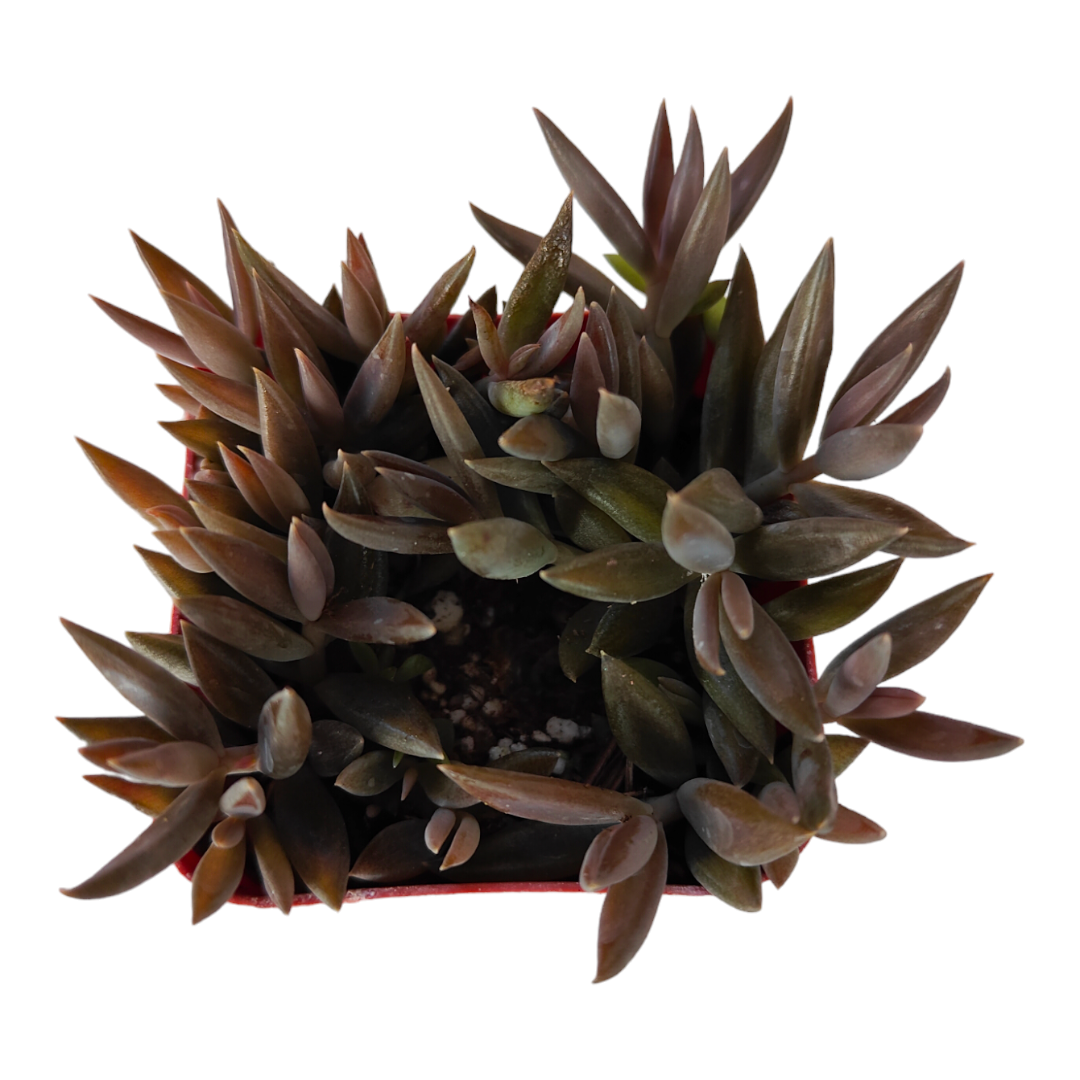 Orostachys fimbriata