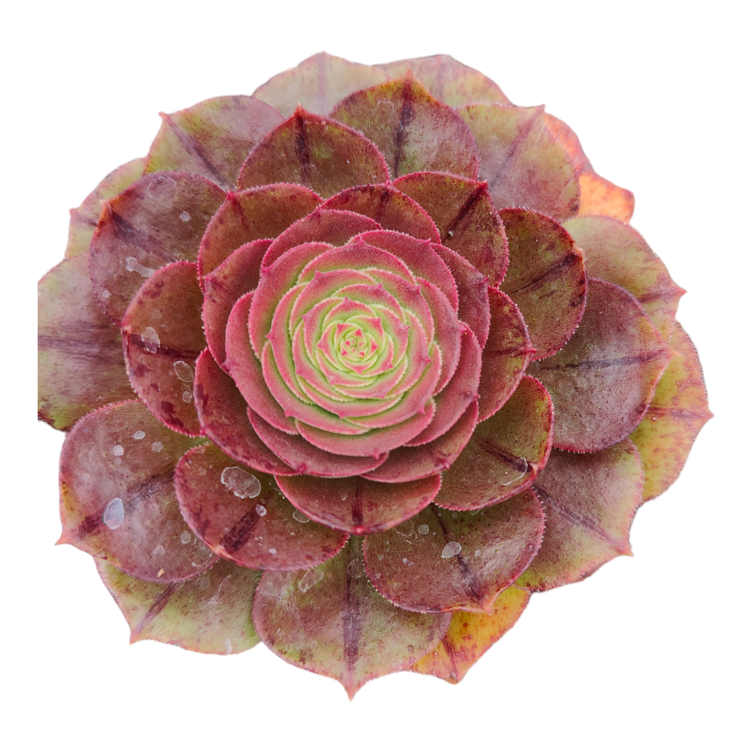 rose type succulent Aeonium 'Madeira Rose' 4 Inch