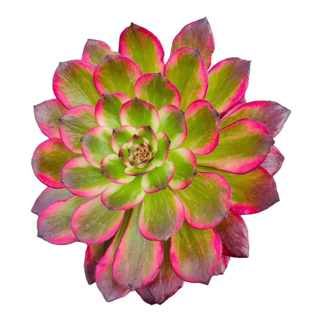 succulent pomegranate Aeonium 'Red pomegranate' -