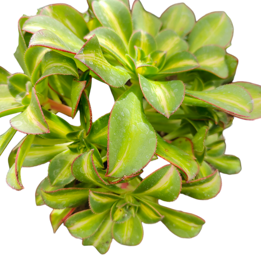 starburst succulent plant Aeonium 'Starburst'