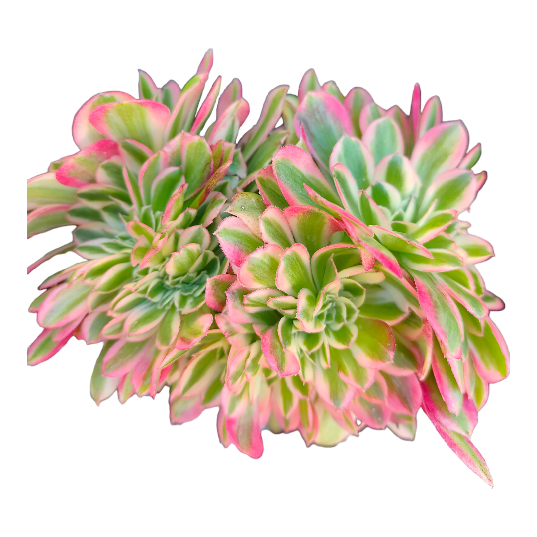 Aeonium Pink Witch Crest succulent with pink-edged green rosettes.