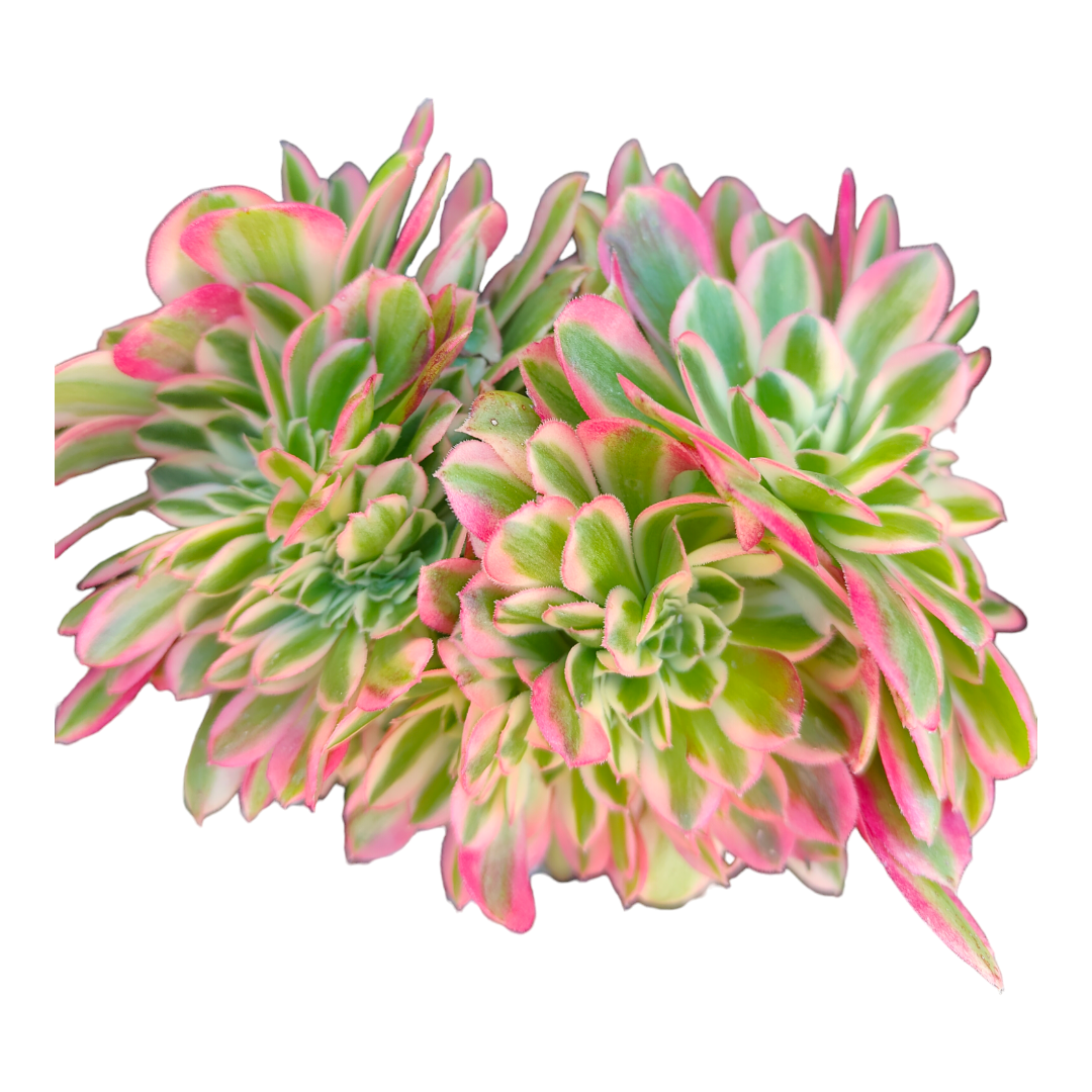 Aeonium Pink Witch Crest