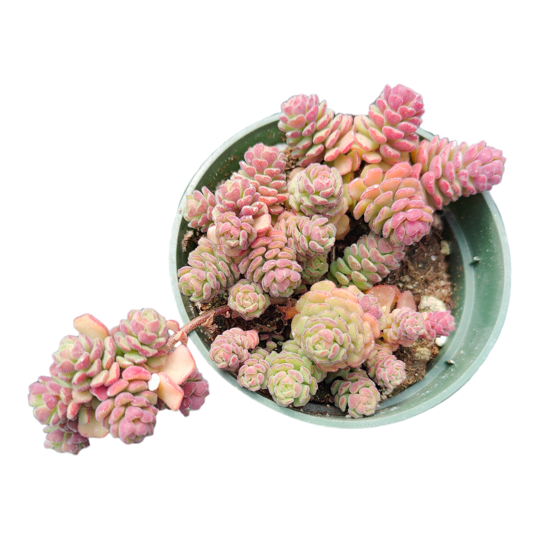 Sedum versadense Korean Succulent - Succulents Depot