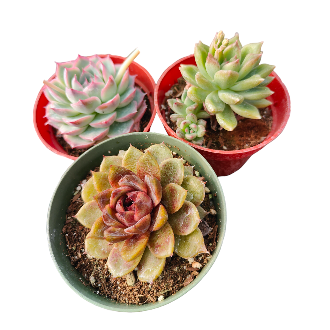 Korean Succulent Trio (Melody)