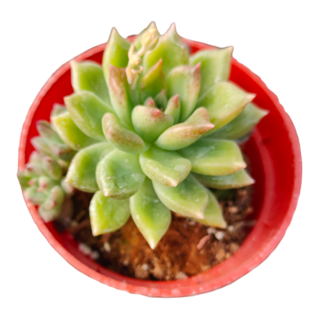 Korean Succulent Trio (Melody)