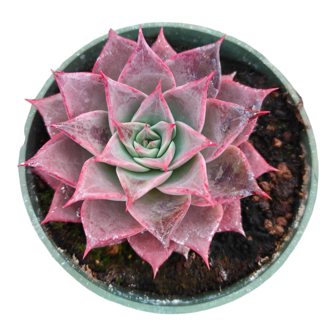 Echeveria Miya