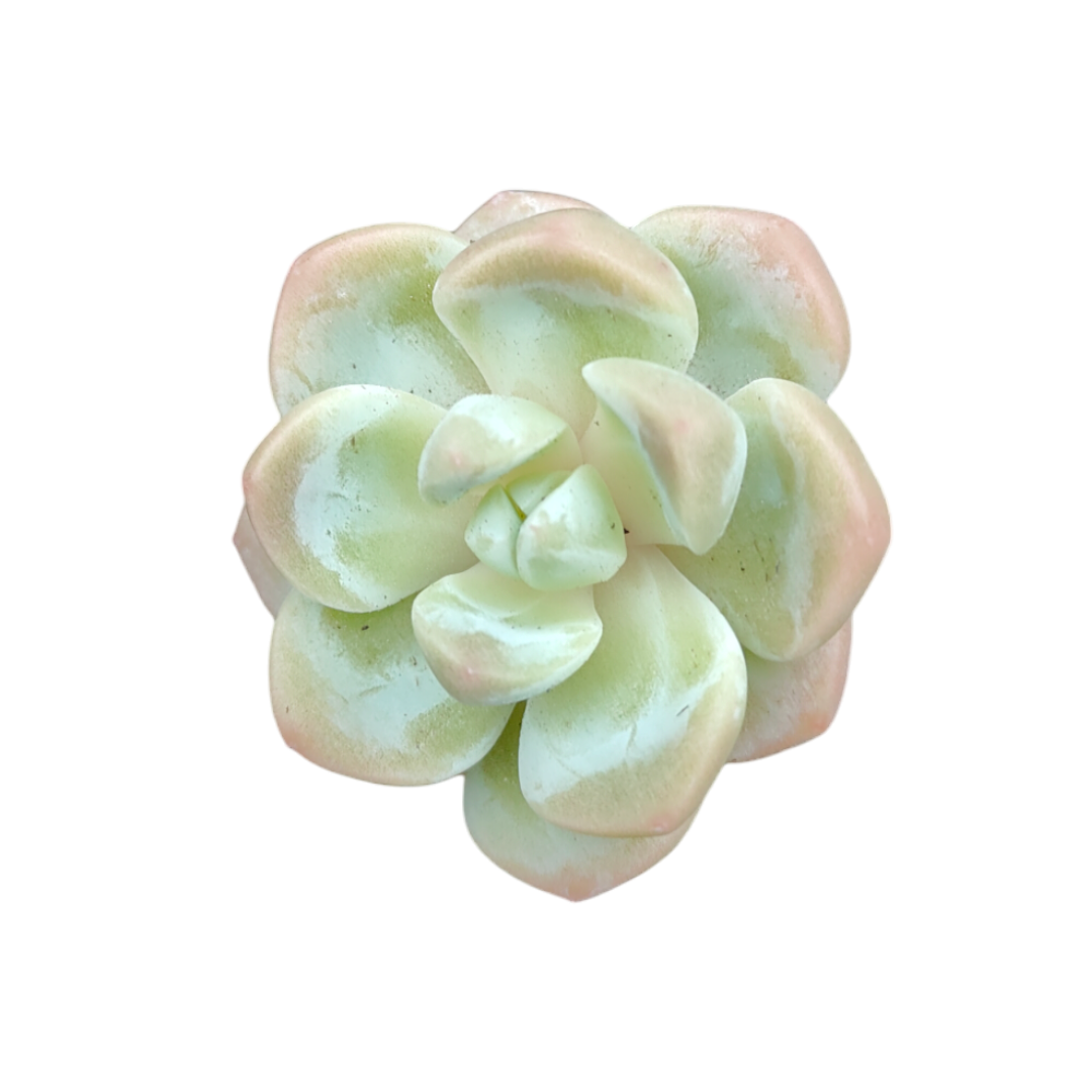 Echeveria Ice Green