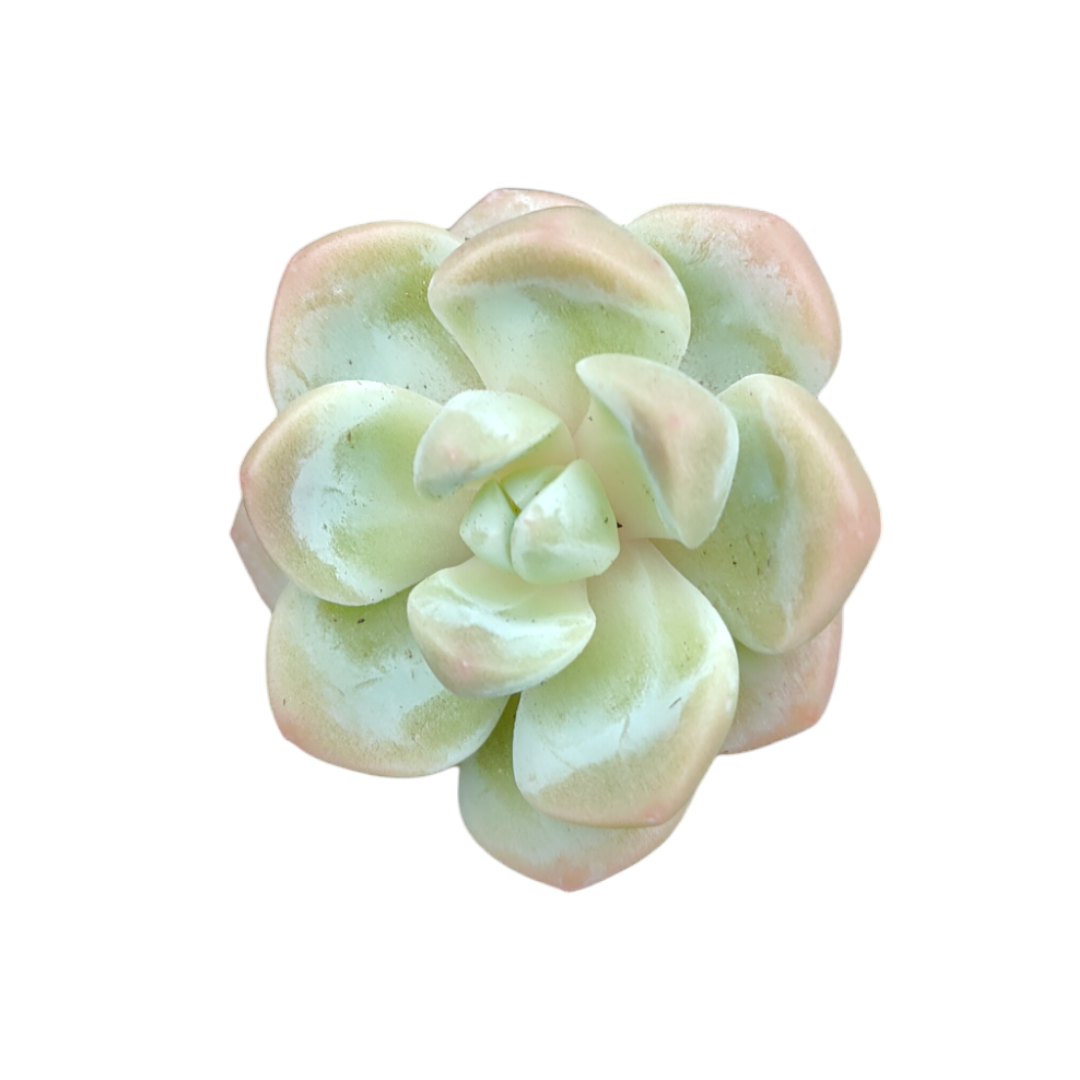 Echeveria Icegreen