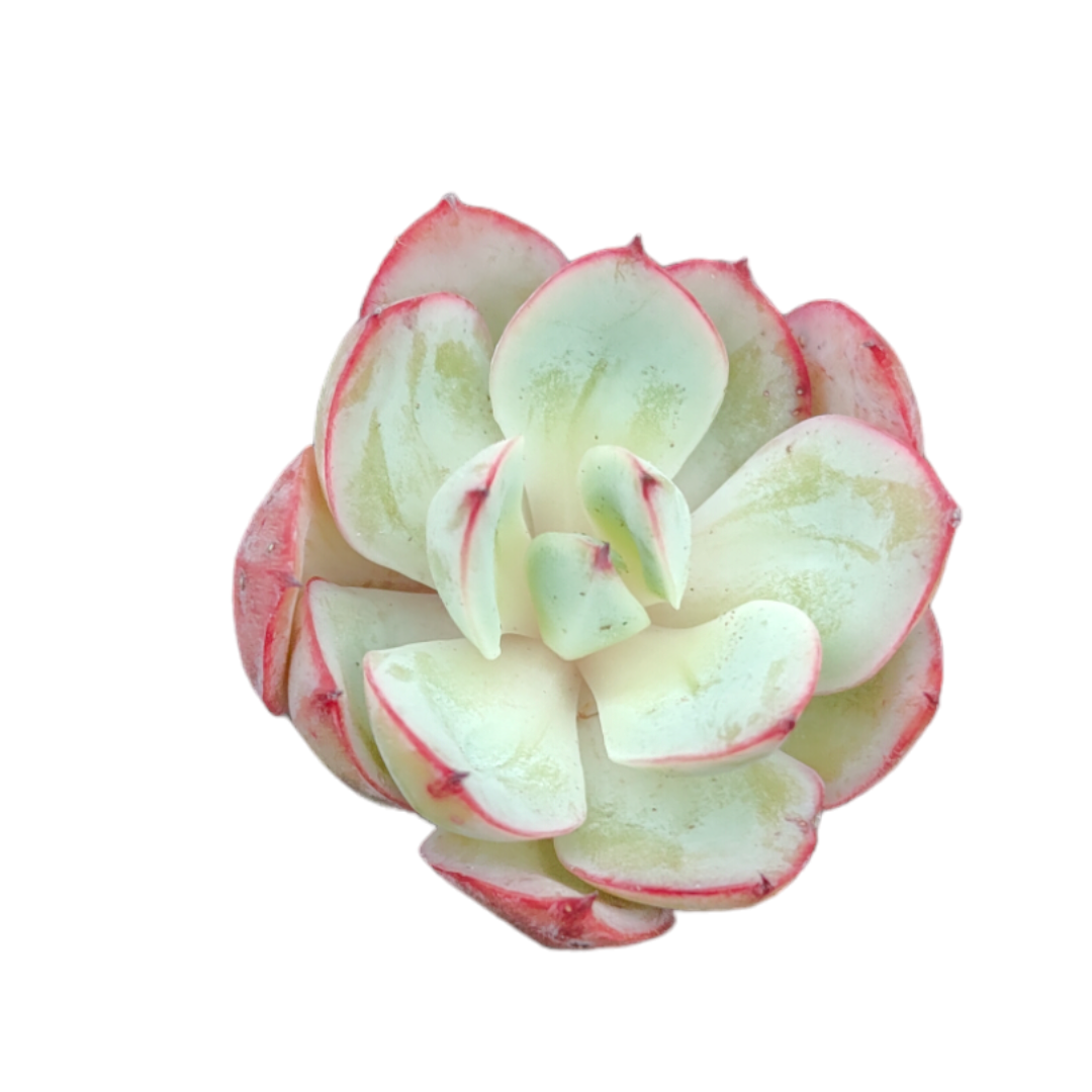 Echeveria Panamera