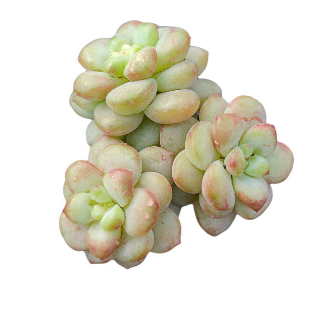 succulent with pink tinged leaves Graptoveria Shine muscat