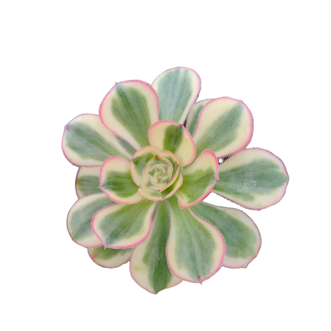 Aeonium 'Zuse'