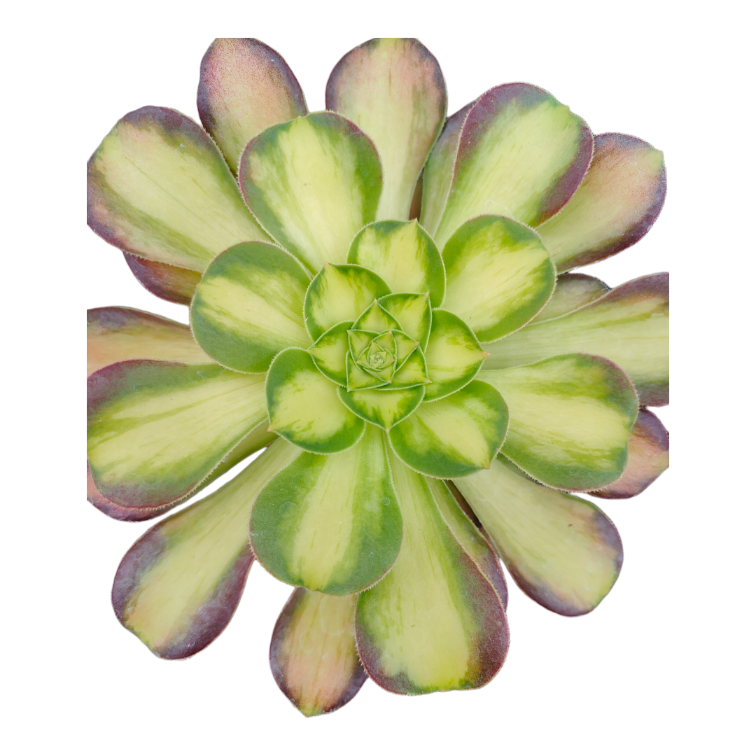 Aeonium 'Shaohua'