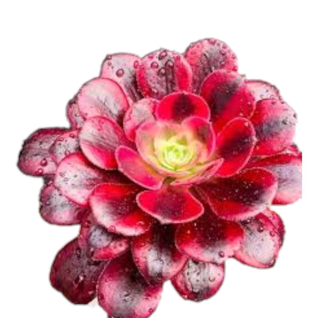 Aeonium Medusa