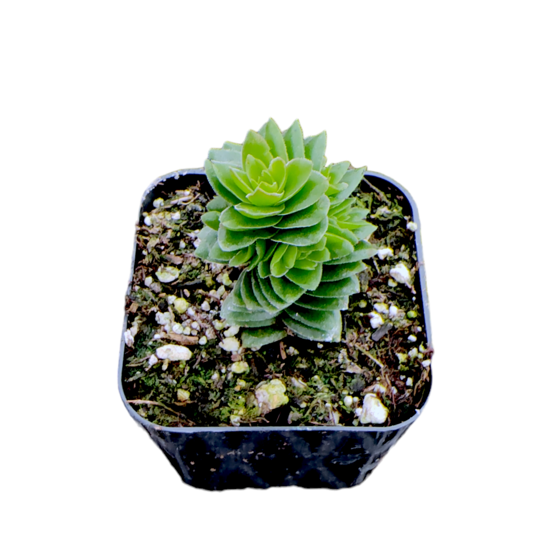 Crassula 'Spiralis Estagnol'