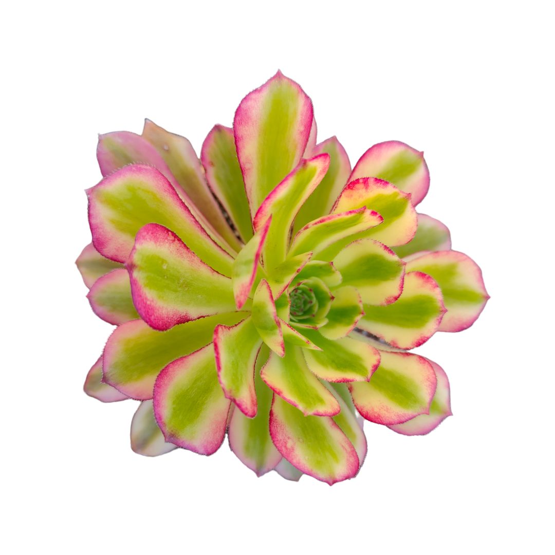 Aeonium Coloured Rain Windstorm  Variegated