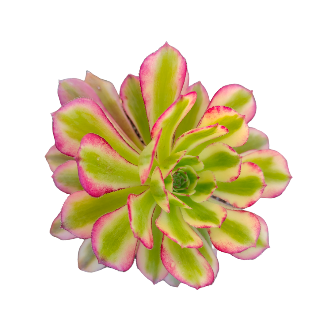 Aeonium Coloured Rain Windstorm Variegated