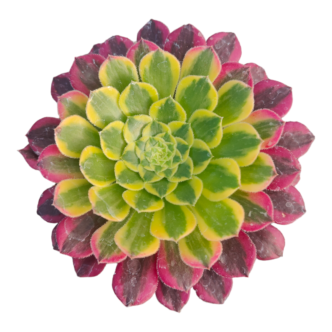 Aeonium 'Morning glow'