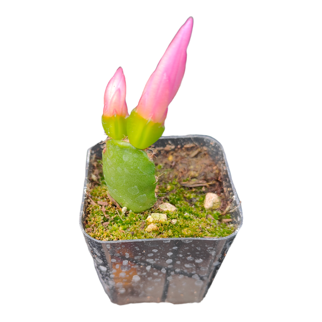 Rhipsalidopsis gaertneri Easter Cactus