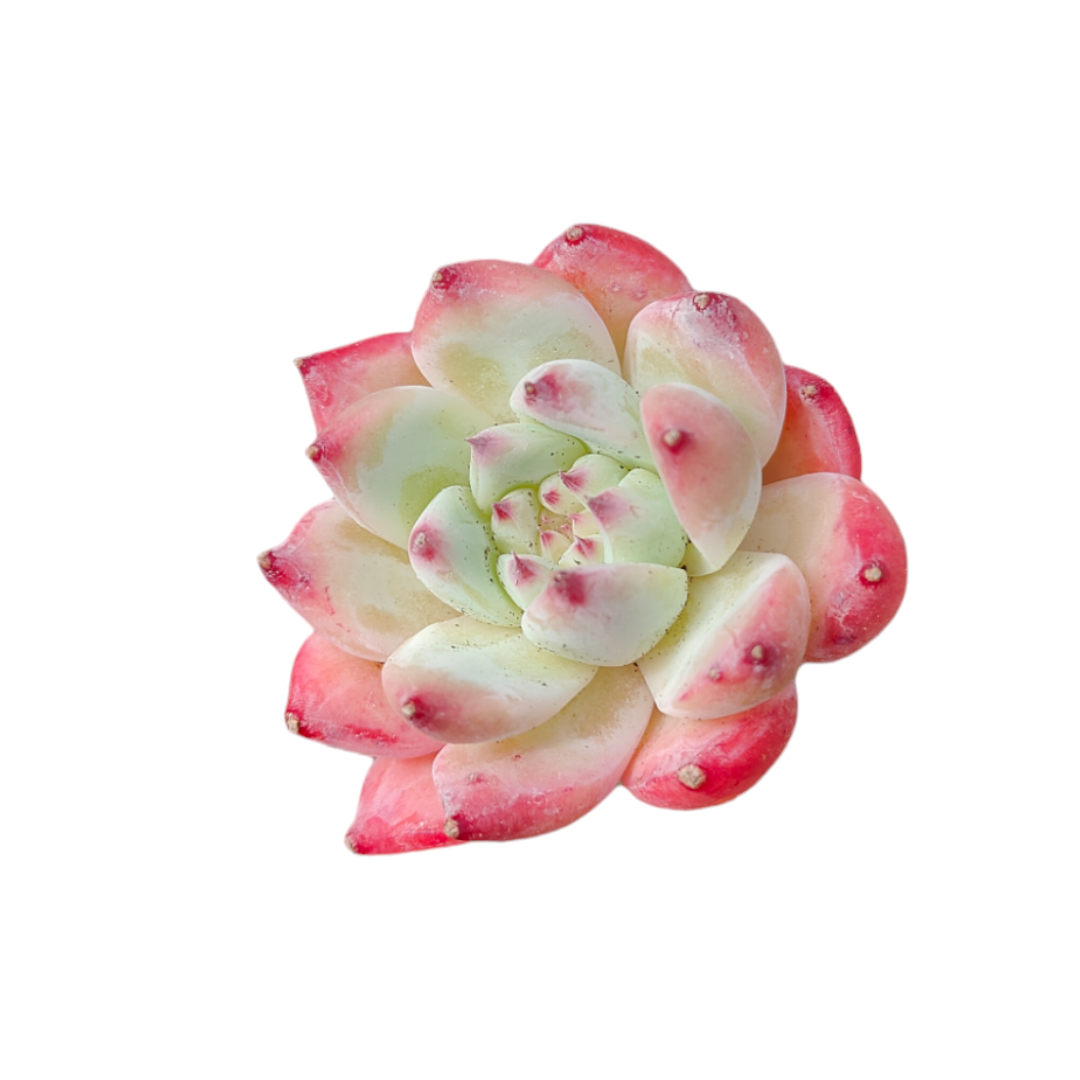 white succulent with pink tips Echeveria ’Pink bella'