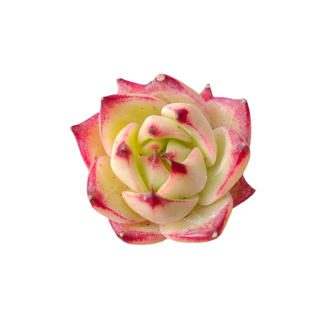 flamingo succulent planter Echeveria 'Flamingo'