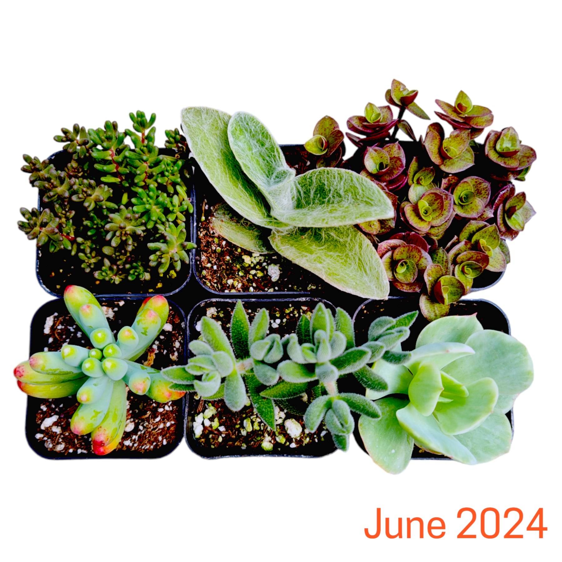 Monthly Subscription Box