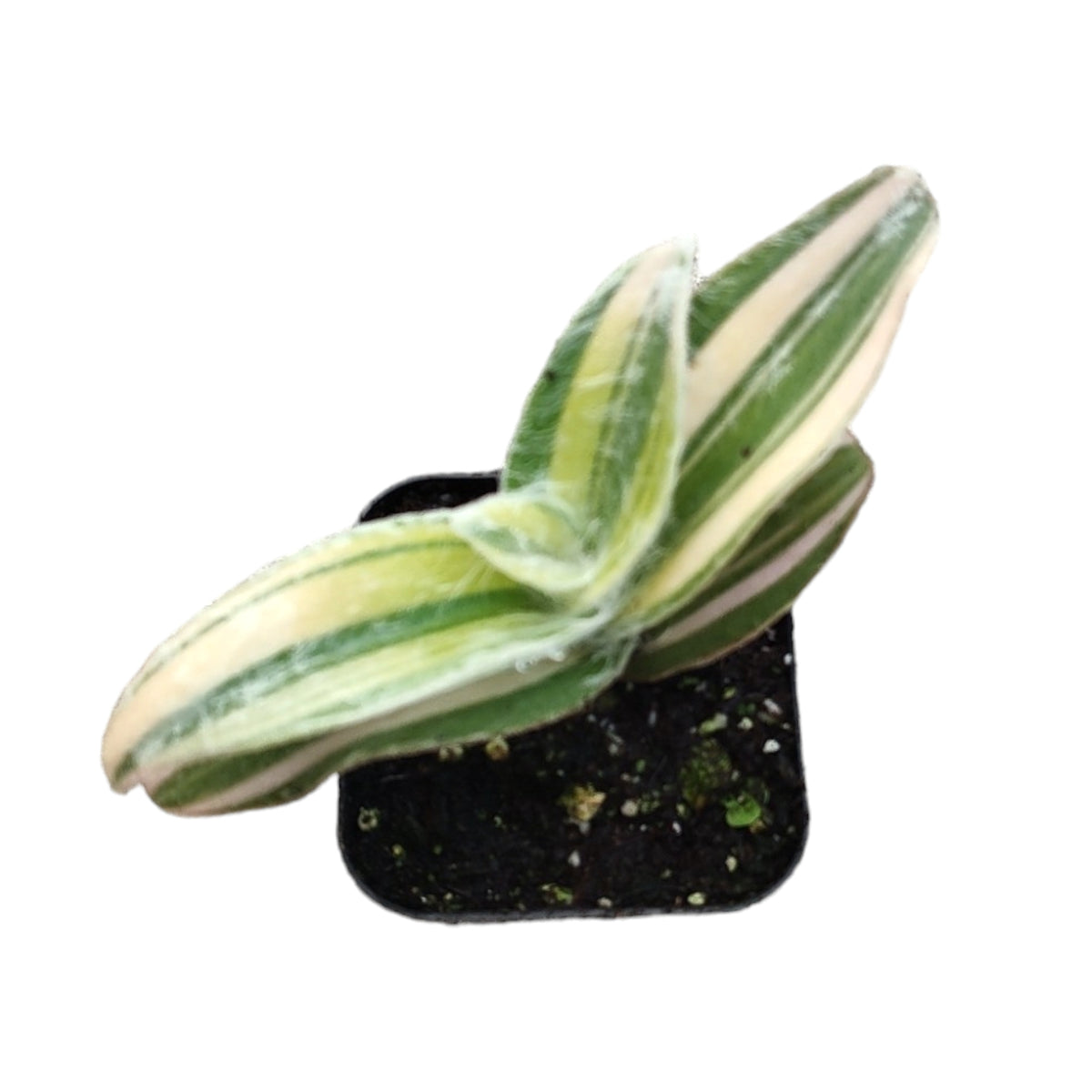 Tradescantia sillamontana 'White Velvet' Variegated Wandering Dude