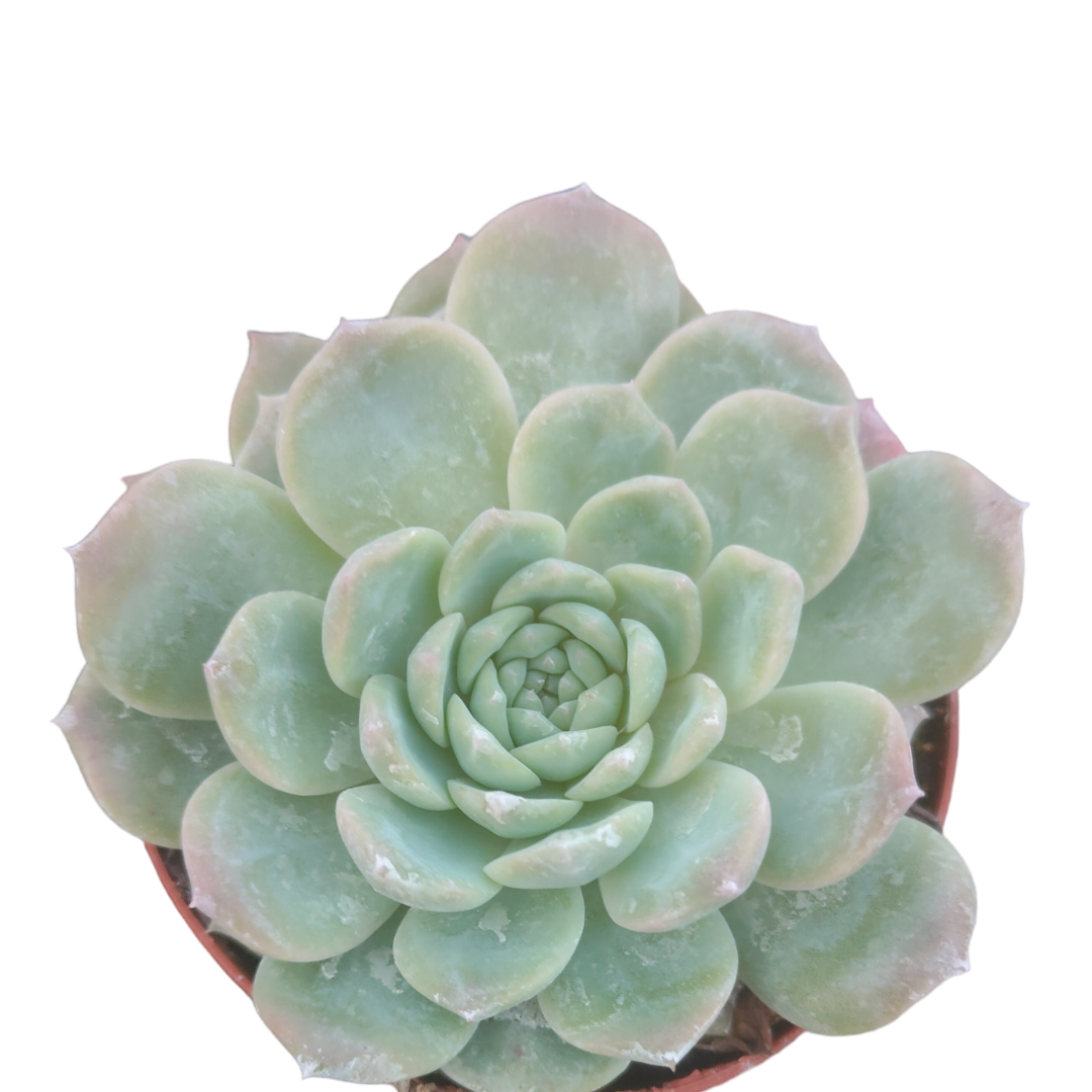 definition of succulents Echeveria Sp