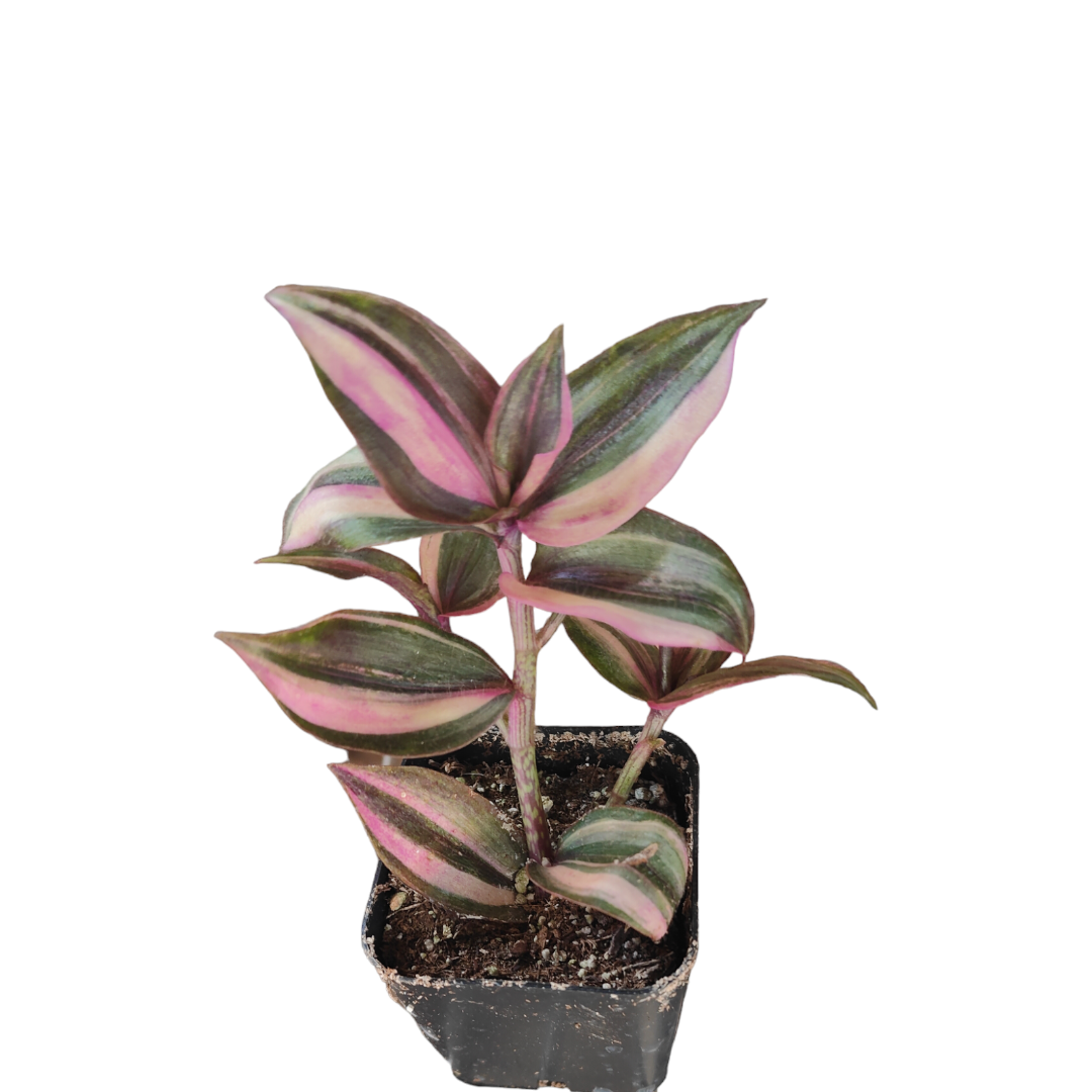 Tradescantia zebrina variegata