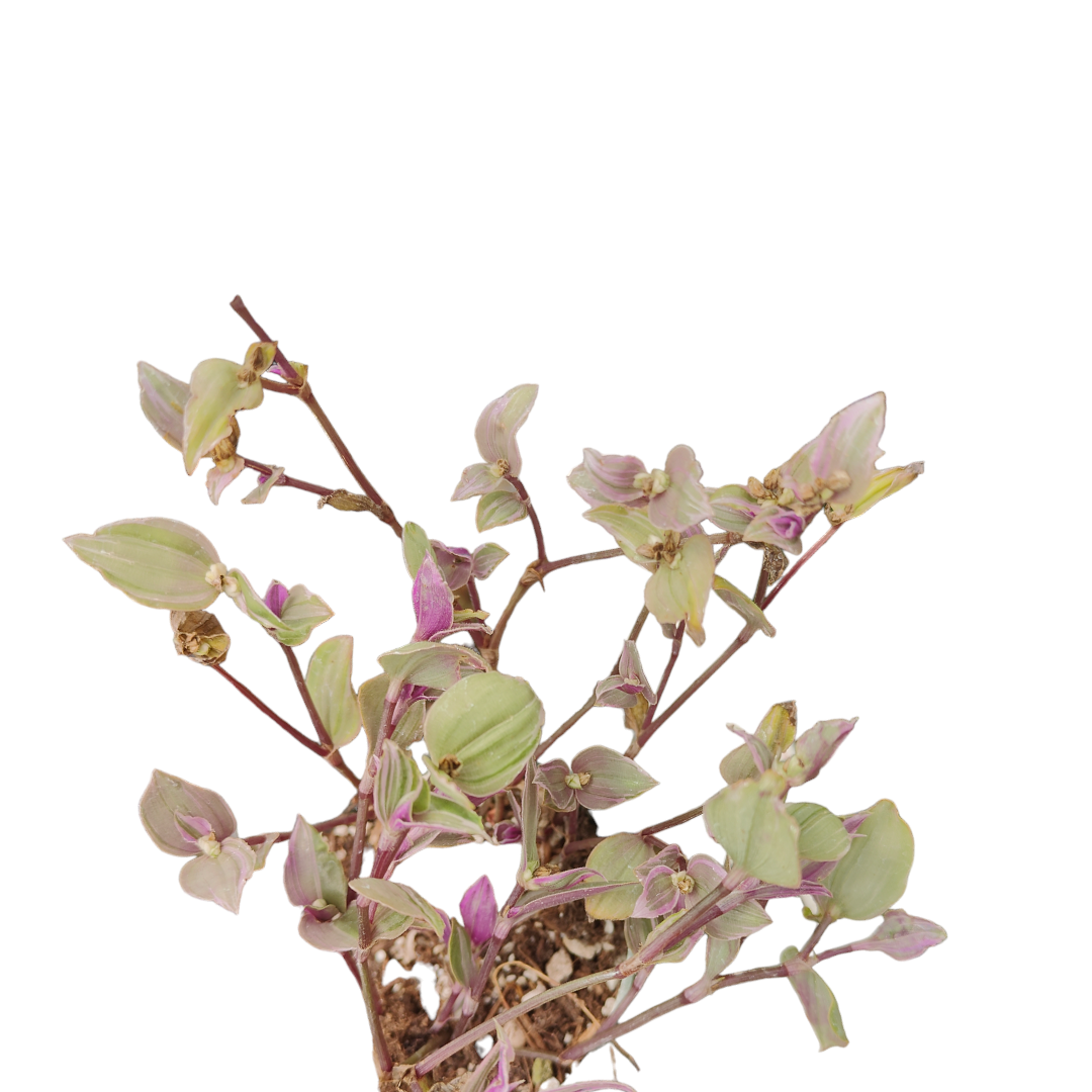 Callisia repens Pink Lady Wandering Dude cutting rooted in soil.